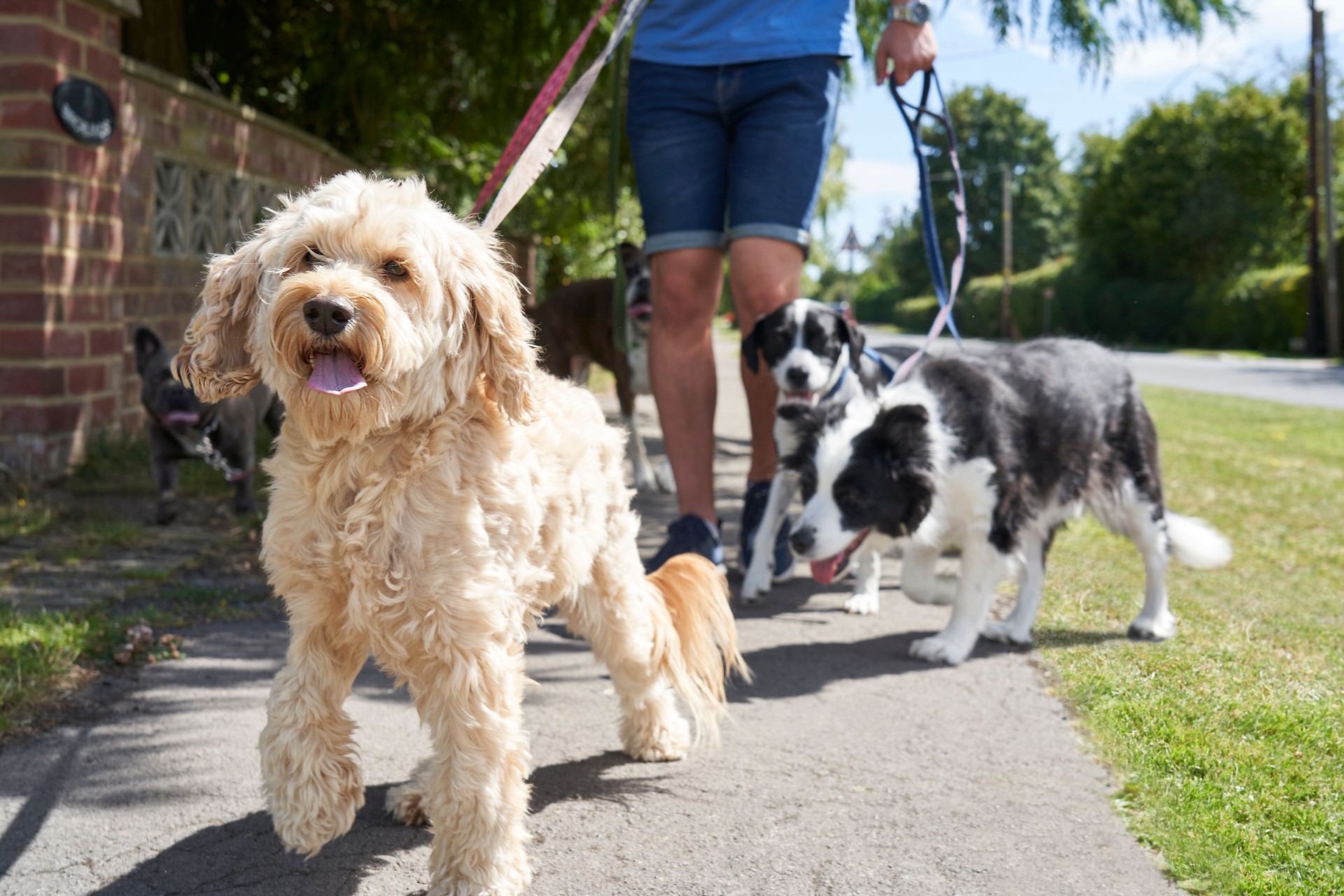 Close up of cockapoo pet dog being walked on suburban street with other dogs by male dog walker